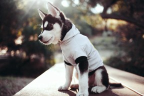 mk体育平台网页版入口-公牛宣布调整首发优化进攻端输出，公牛online