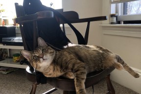 mk体育网页-尼日利亚男篮在国际比赛中表现优异，荣誉逐步扩大