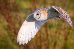 mk体育网页-女子篮球基层教练数量逐年上升整体水平提高，女子篮球国家队教练