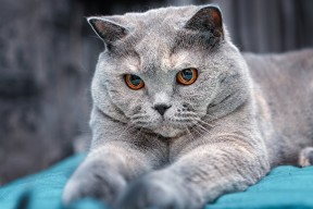 mk体育平台登录入口-“安赫尔·巴尔博萨的全能进攻与防守精度，推动美洲狮队实现战术上的高度整合”