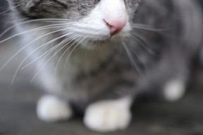 mk体育-乔治称必须打出强硬风格提升内线表现，乔治yong