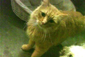 mk体育-塞尔维亚男篮在欧洲竞技场中持续发力，意在夺得冠军，塞尔维亚男篮12人大名单