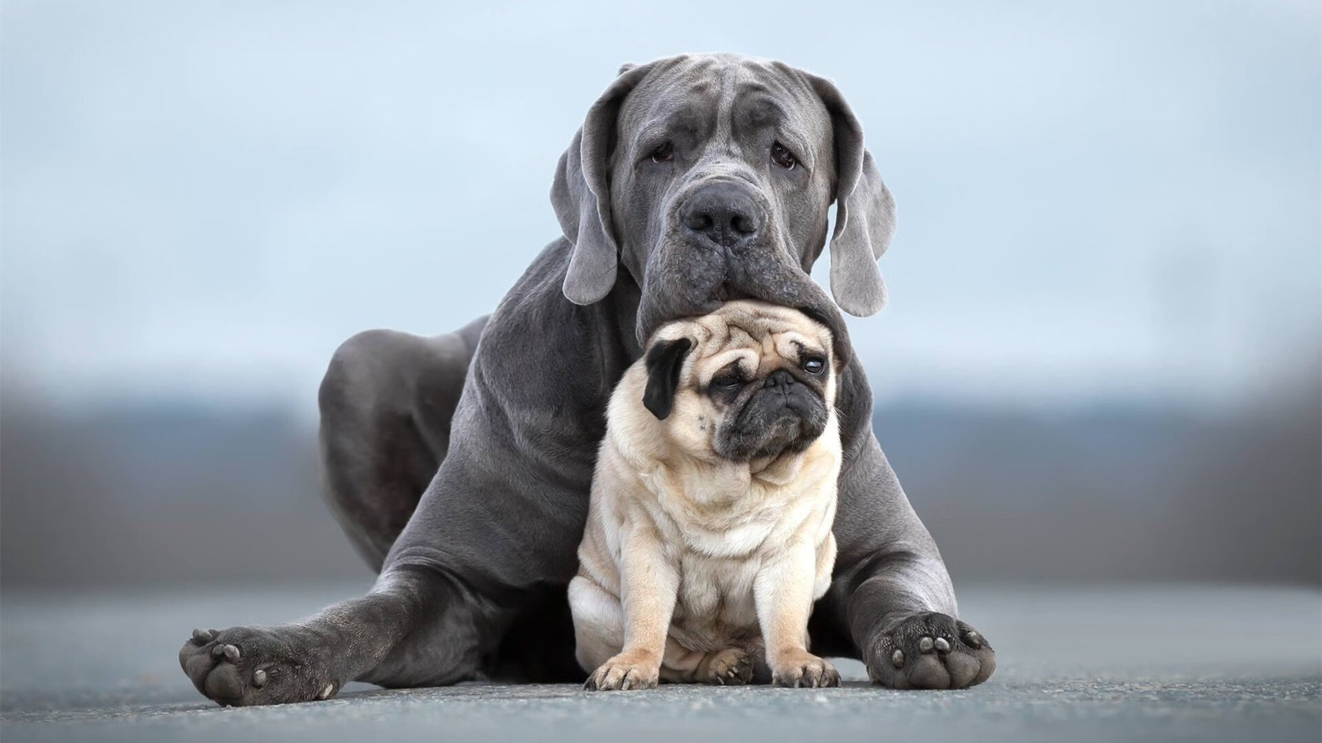PSG锋线如虎,海湾者防线考验严峻,gst海湾官网