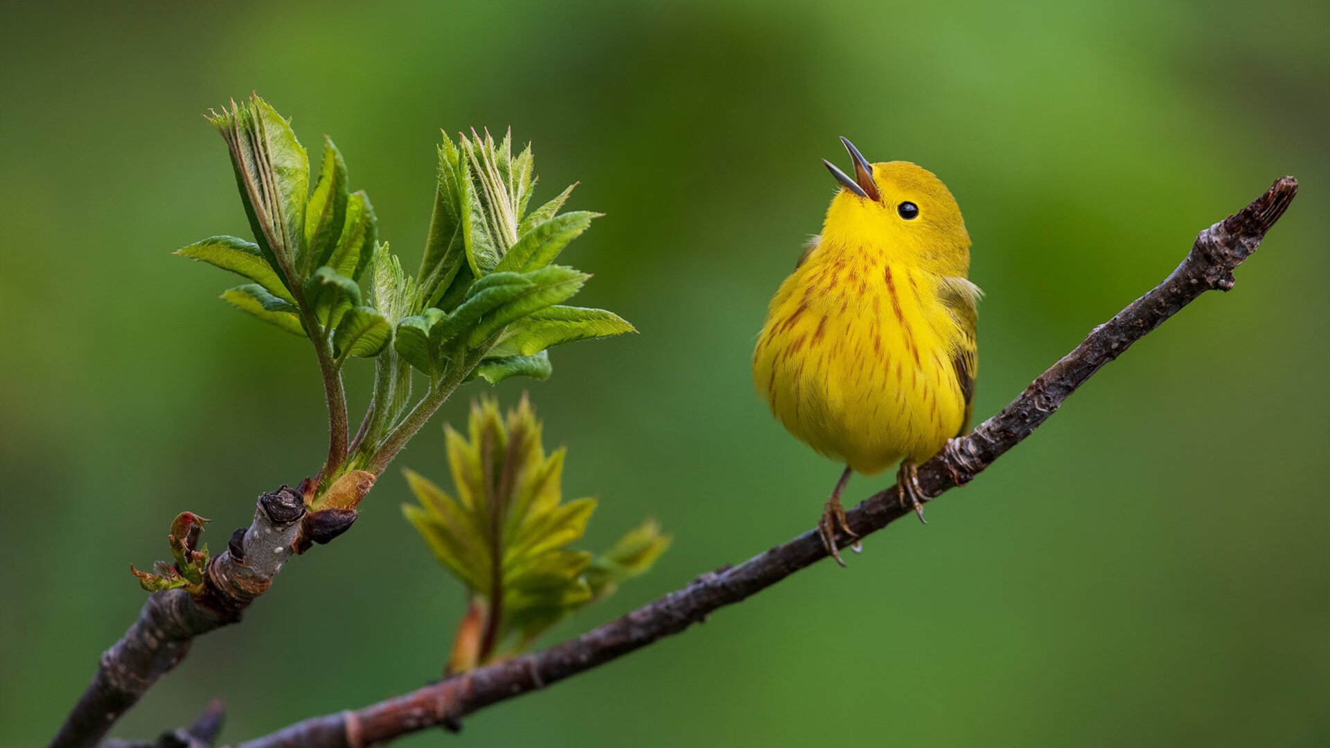 世界杯仅参赛一次,整体战绩1胜4负,世界杯的比赛多少场