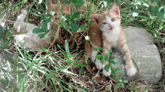 中国三人篮球女队坚持科学训练,中国女子三人篮球队百度百科