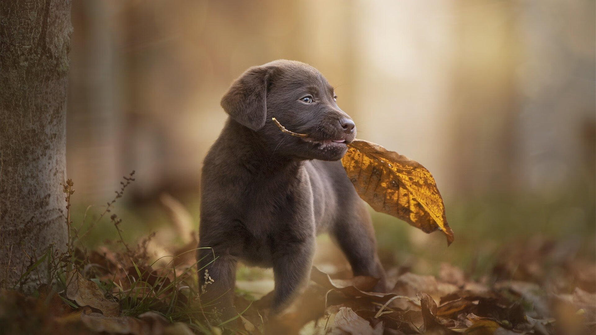 中国女篮在国际赛场展现技术细节成熟,女篮 中国