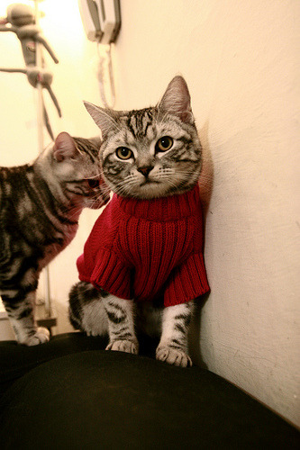 中国女篮积极引入运动心理训练,女篮心理教练赛前讲话