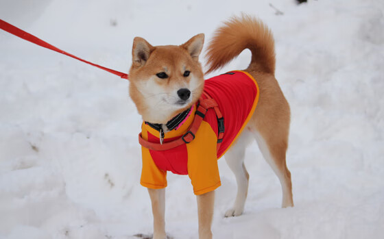 中国男篮提升外围防守能力,男篮规划外援条件