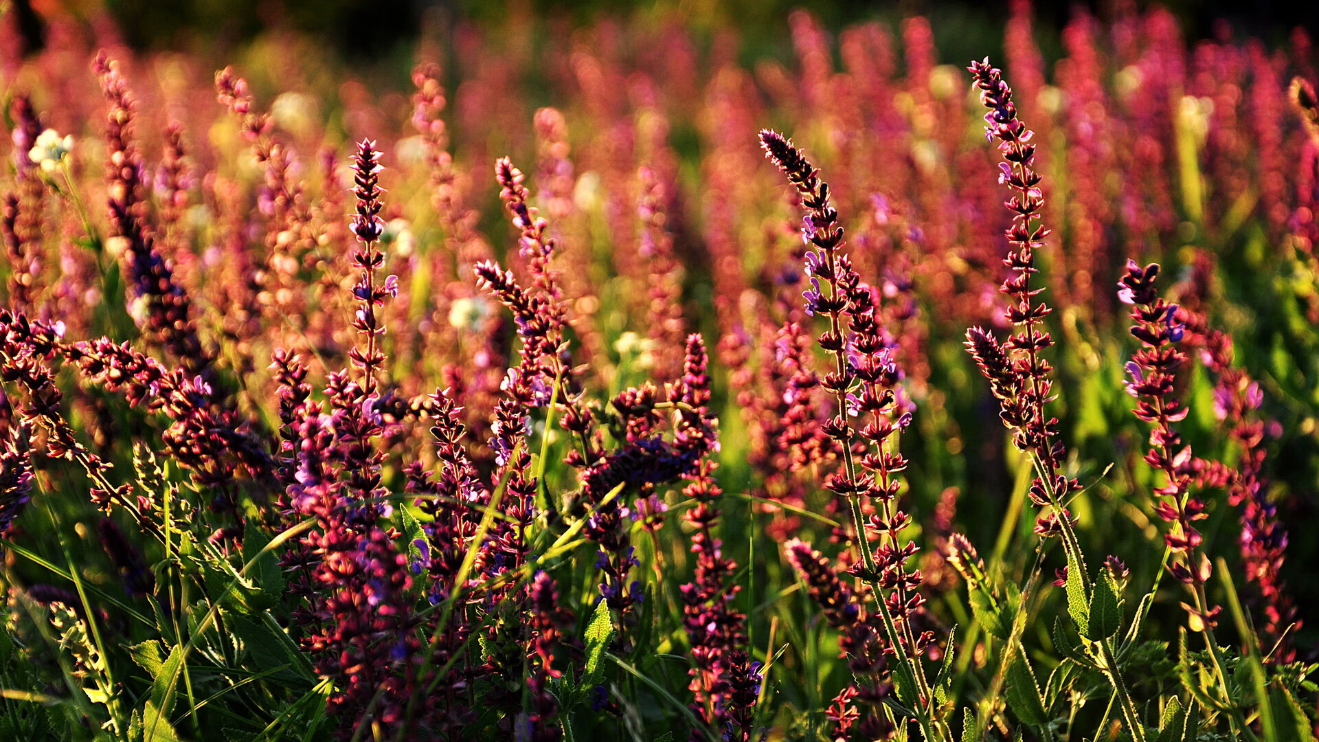 切尔西前锋冲刺速度成优势,切尔西历史十大前锋
