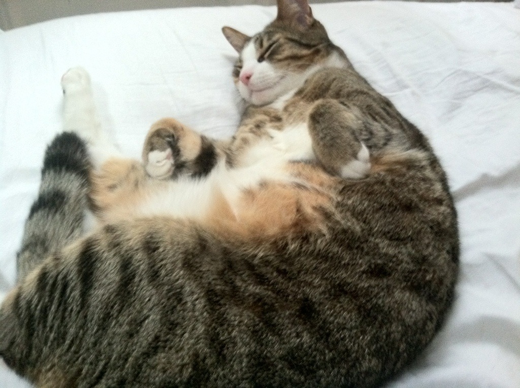 澳男泳队整体节奏精准,澳运男篮赛程