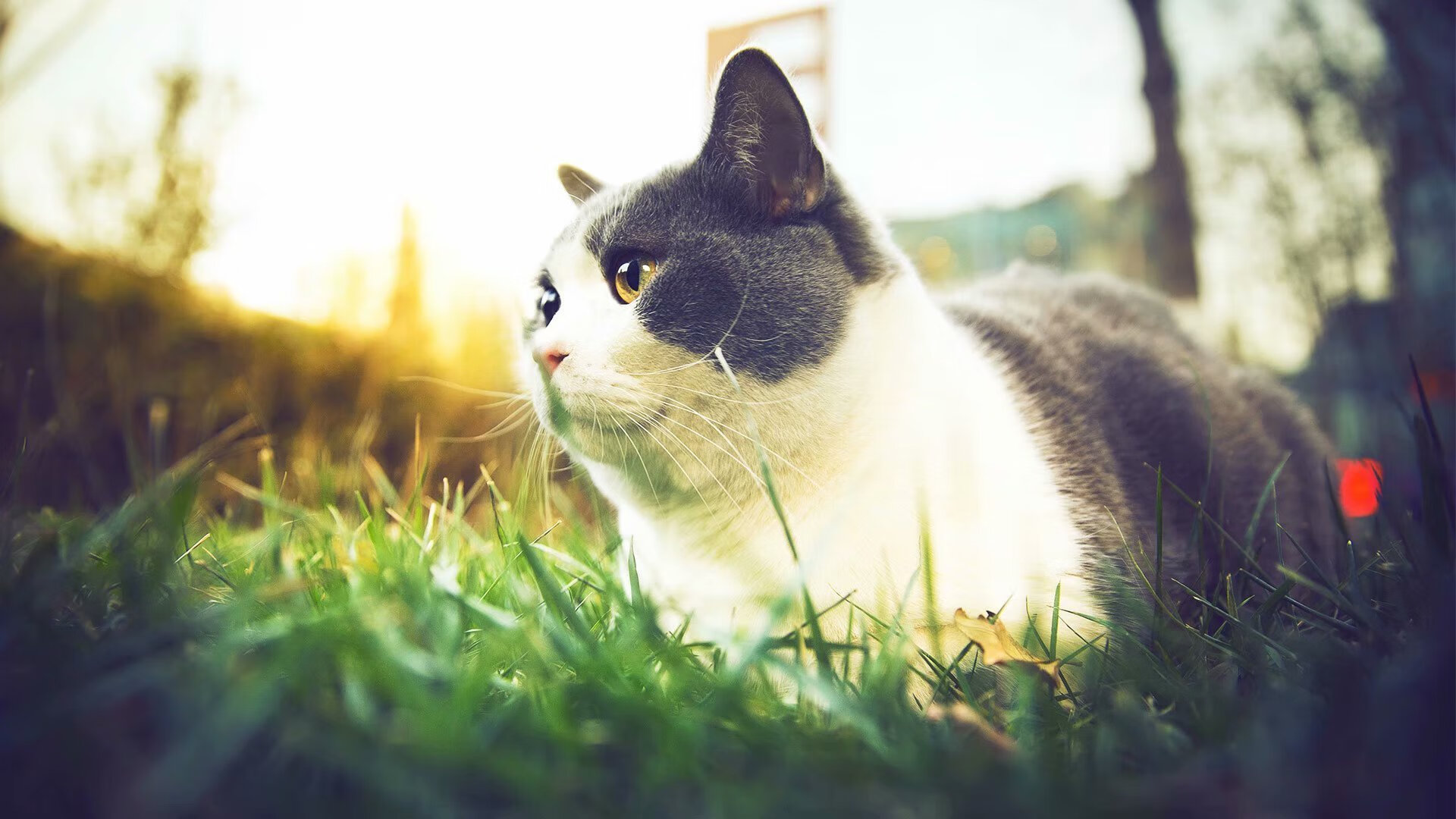 澳男泳队整体节奏精准,澳运男篮赛程