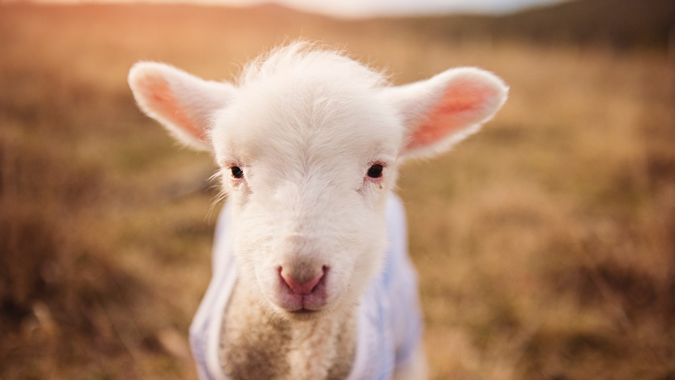 电竞新秀选手首次登场一战成名震惊全场,电竞职业联赛小鲜肉