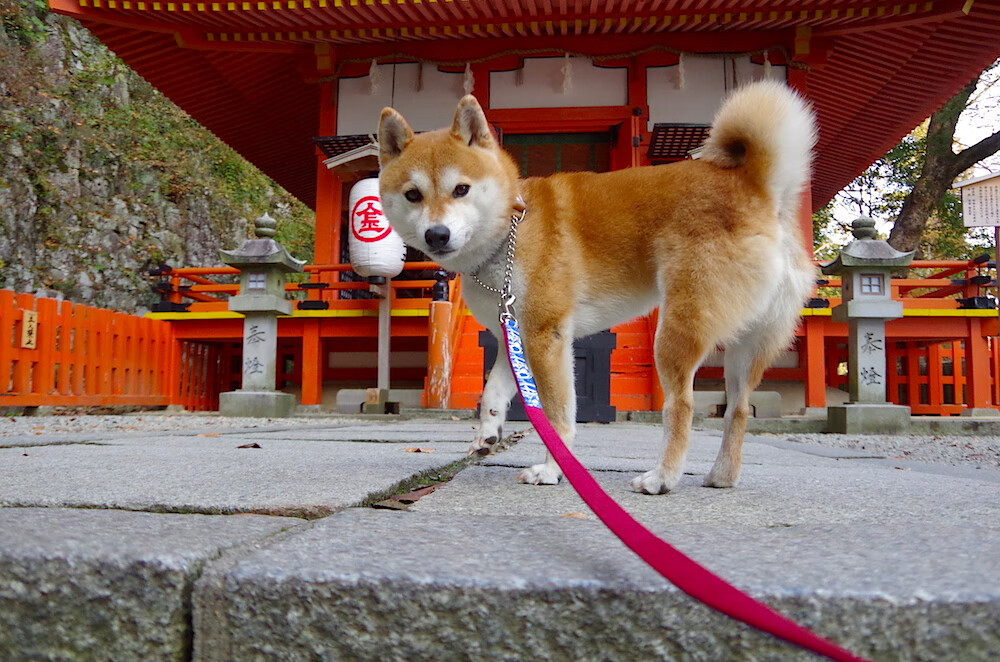 马竞在控球和射门数据上占优,马竞队史射手