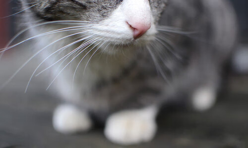 乔治称必须打出强硬风格提升内线表现,乔治yong