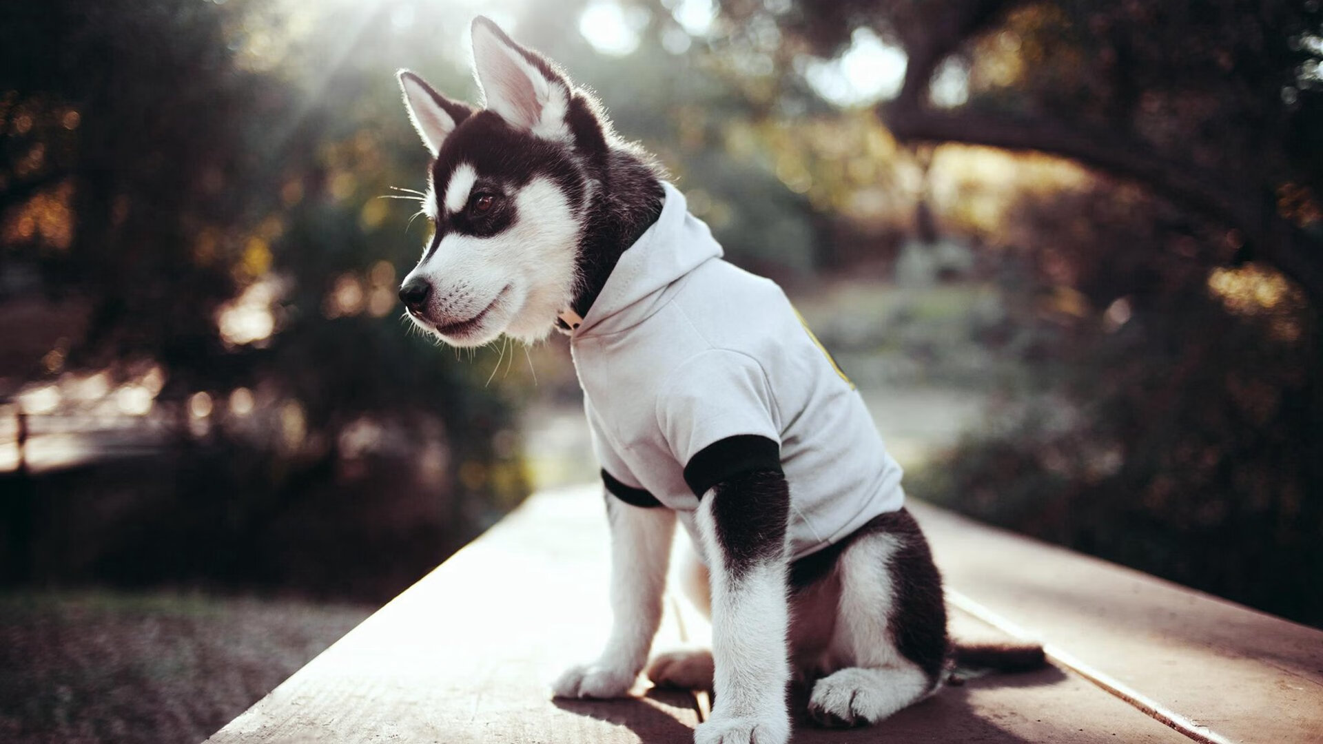 公牛宣布调整首发优化进攻端输出,公牛online