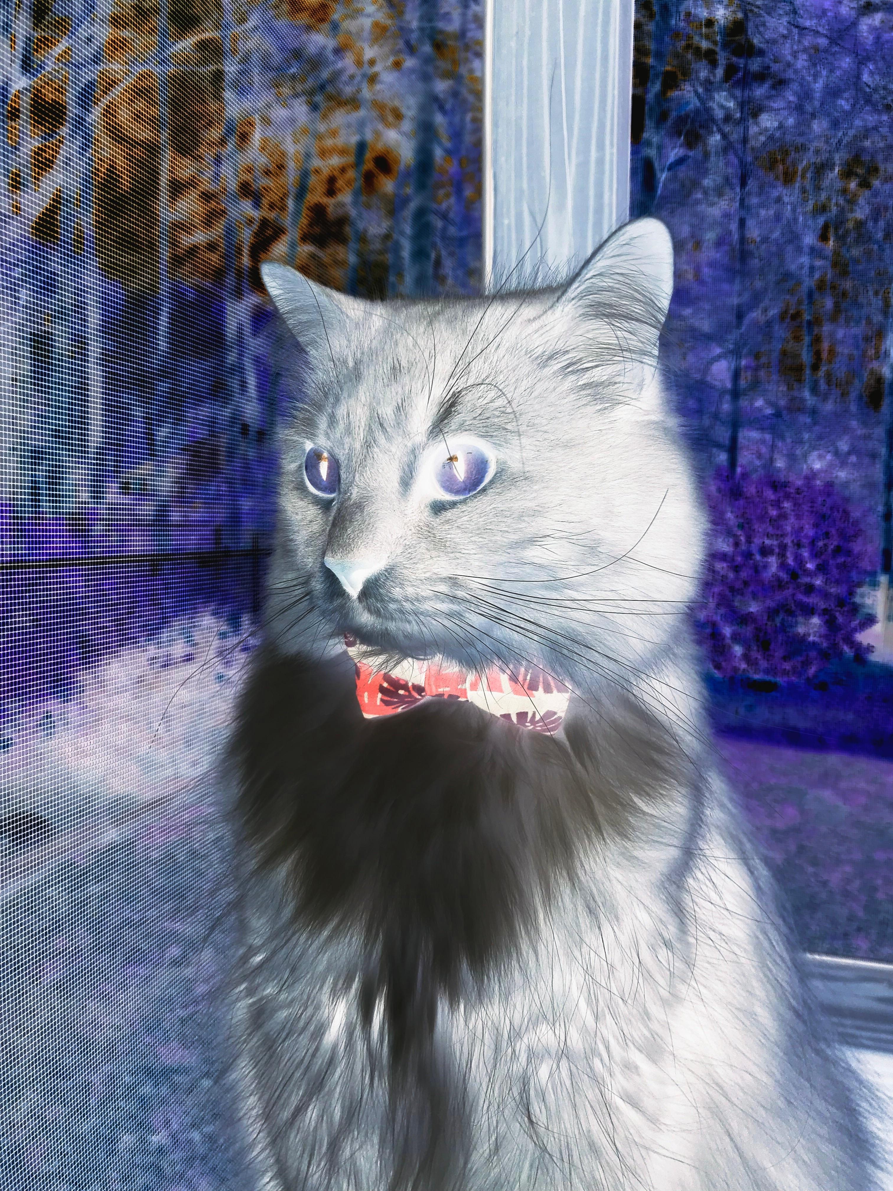 南非羚羊队:防线如钢铁般坚固,进攻则如猛兽般凌厉,东非羚羊