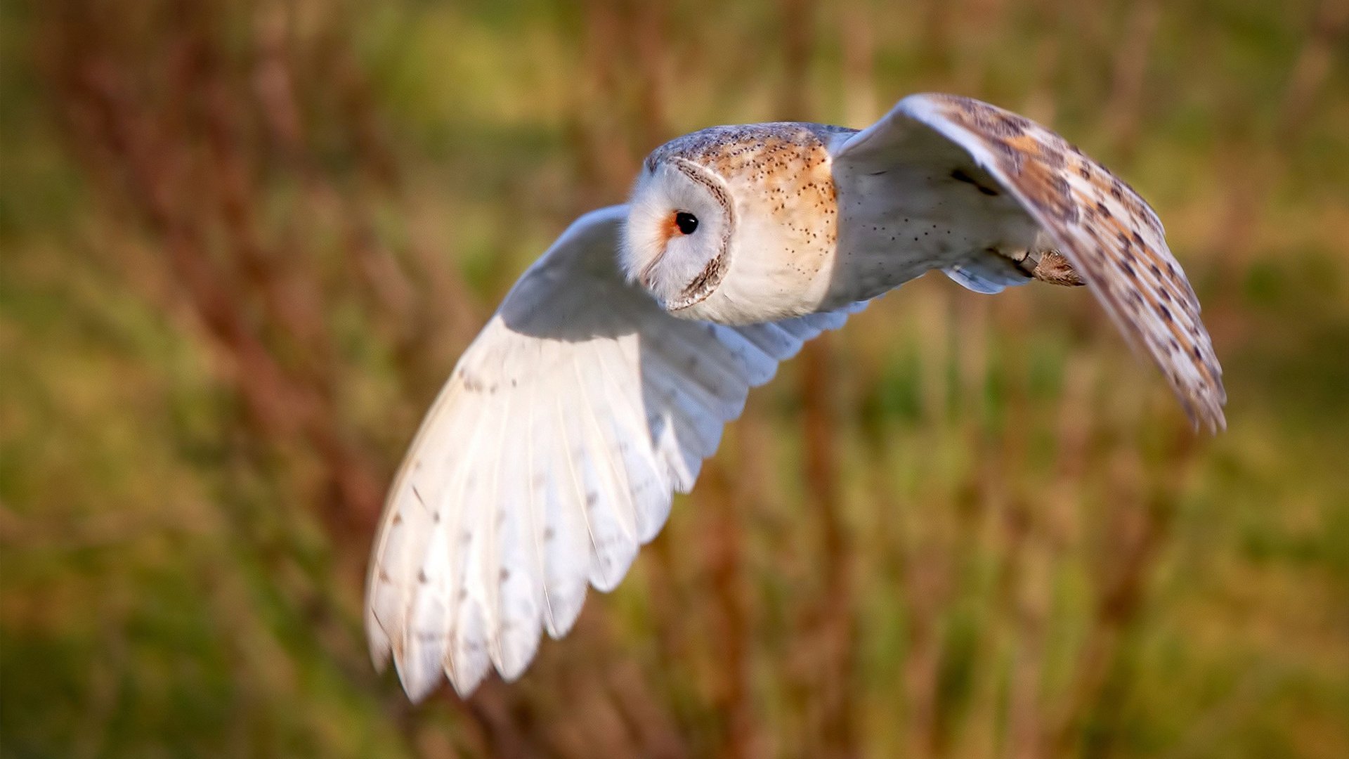 女子篮球基层教练数量逐年上升整体水平提高,女子篮球国家队教练