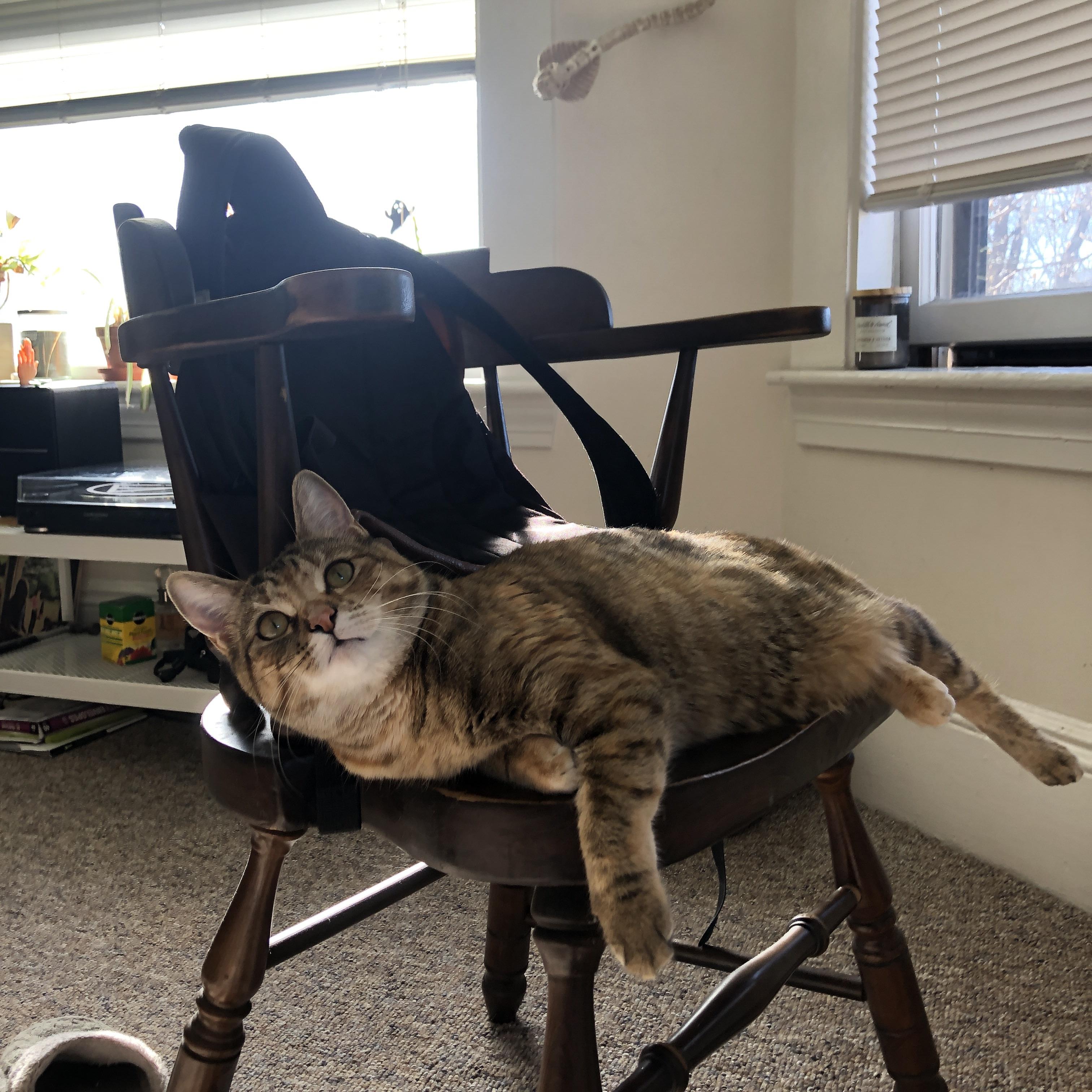 尼日利亚男篮在国际比赛中表现优异,荣誉逐步扩大