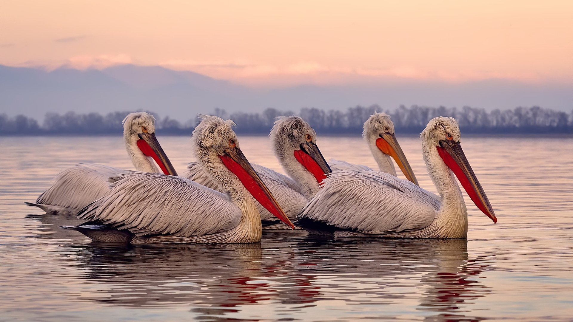 德甲激烈对抗:攻防转换中的技战术秀场,德甲 打架
