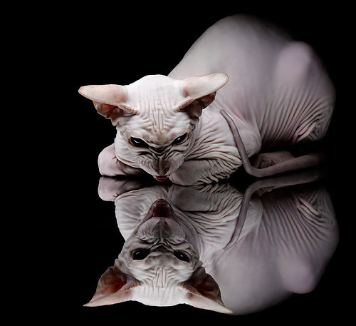 查默斯冲刺阶段技压群雄,查尔莫斯得分